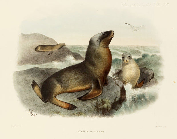 Seals "Otaria Hookeri" by Naturalist Prints (Marine Life) - Davidson Galleries