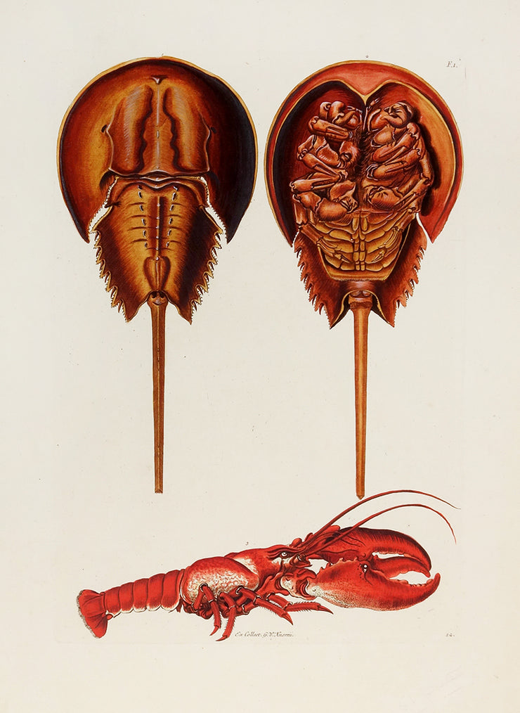 Crabs. Fig. 1. by Naturalist Prints (Marine Life) - Davidson Galleries
