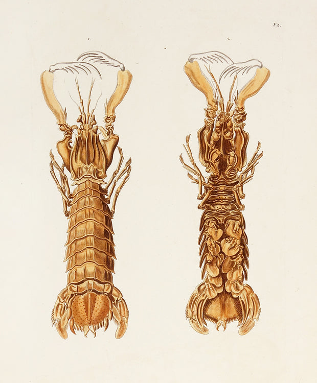 Lobster by Naturalist Prints (Marine Life) - Davidson Galleries
