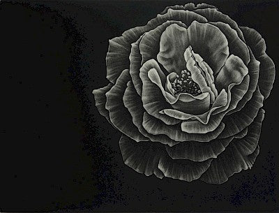 Camellia by Julie Niskanen - Davidson Galleries