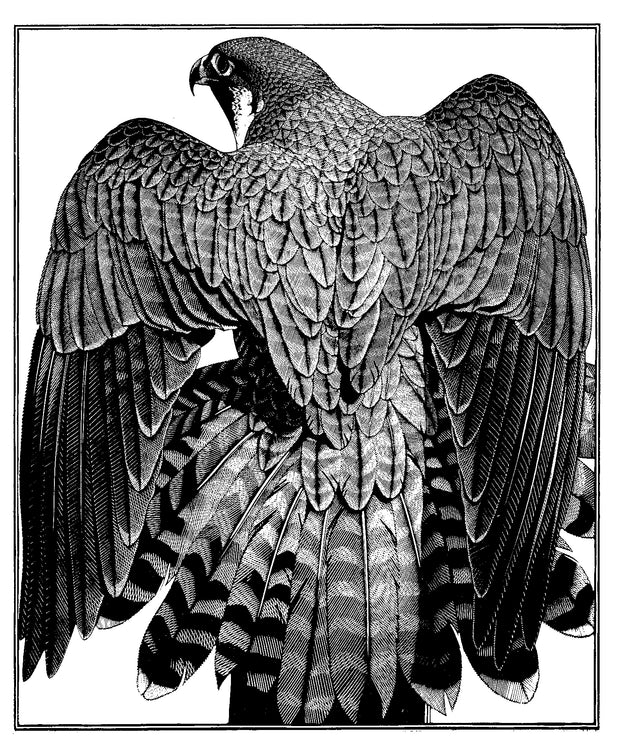 Peregrine Mantle by Colin See-Paynton - Davidson Galleries