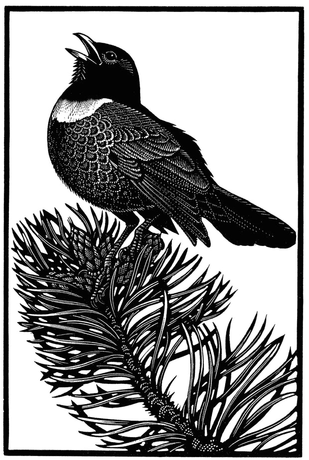 Ring Ouzel by Colin See-Paynton - Davidson Galleries