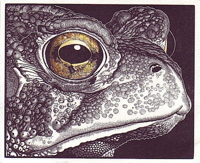 Bufo the First by Abigail Rorer - Davidson Galleries