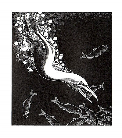 Gannet Feeding by Abigail Rorer - Davidson Galleries