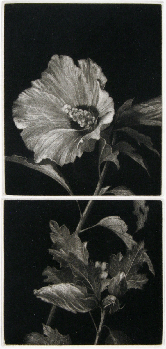 Hibiscus by Judith Rothchild - Davidson Galleries