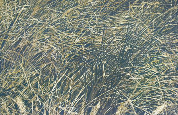 Waving Grass by Zha Sai - Davidson Galleries