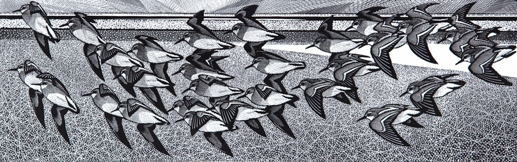 Sandpiper Party by Colin See-Paynton - Davidson Galleries