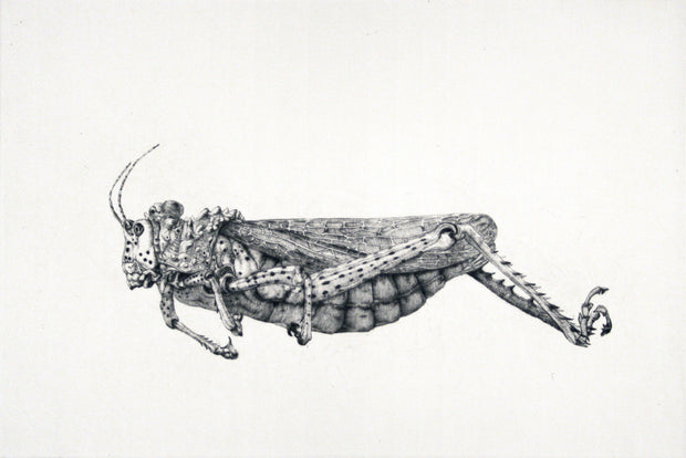Grasshopper Profile (white background) by Arne Bendik Sjur - Davidson Galleries