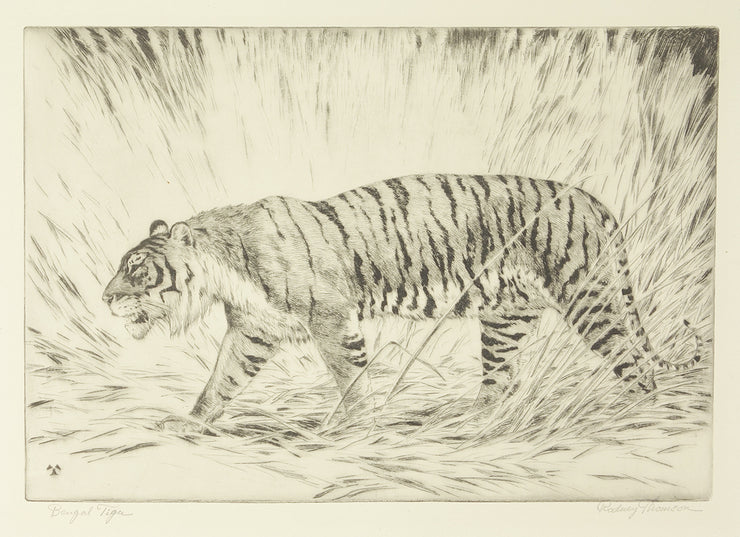 Bengal Tiger by Rodney Thomson - Davidson Galleries
