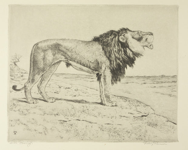 Lion Roaring by Rodney Thomson - Davidson Galleries