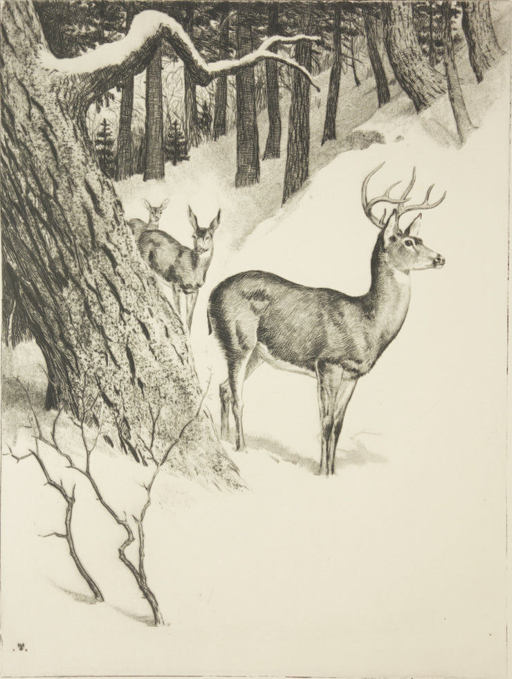 Deer Family by Rodney Thomson - Davidson Galleries