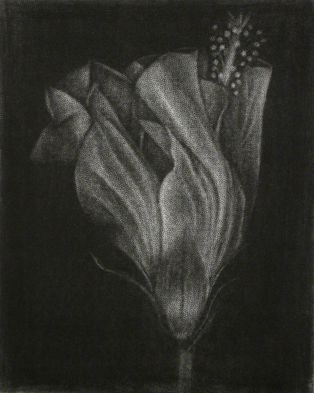Hibiscus by Cleo Wilkinson - Davidson Galleries